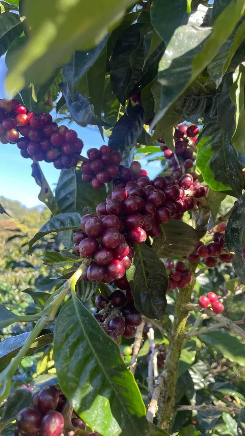 Kaffee-Geschenkset 3 × 250 g – Costa Rica Spezialitätenkaffee als ganze Bohne (Trio) – Preisgekrönter San Marcos Arabica – Geschenkbox für Kaffeeliebhaber, Damen & Herren