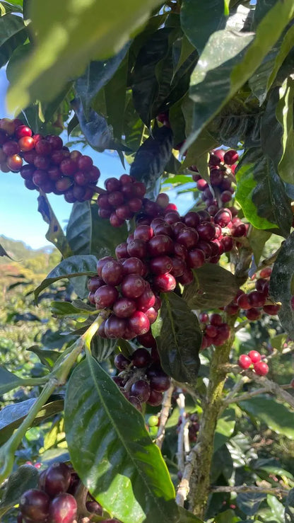 Kaffee-Geschenkset 3 × 250 g – Costa Rica Spezialitätenkaffee als ganze Bohne (Trio) – Preisgekrönter San Marcos Arabica – Geschenkbox für Kaffeeliebhaber, Damen & Herren