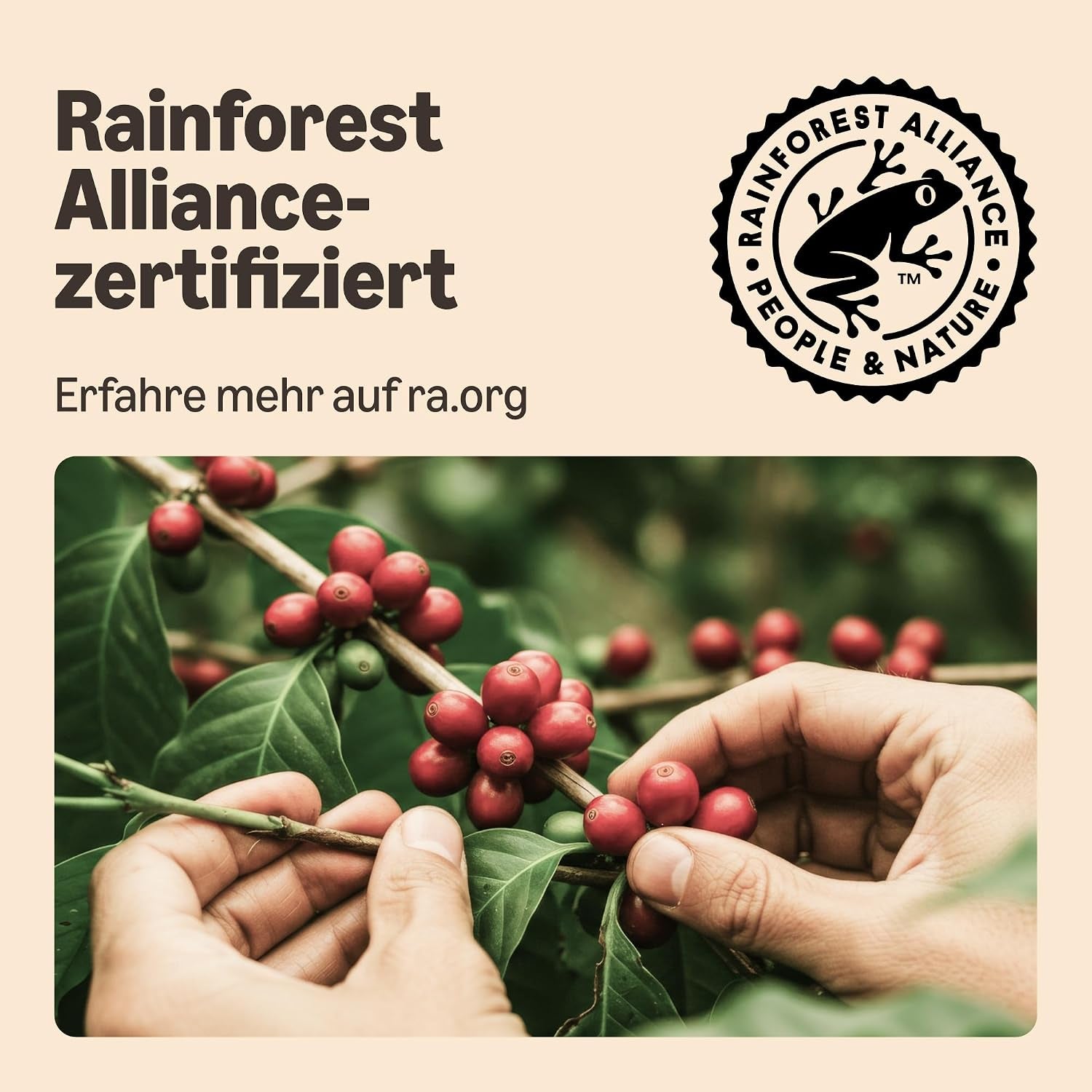 By Amazon Crema 100% Arabica-Kaffeepads, Geeignet Für Senseo-Maschinen, 36 Stück (1 Packung Mit 36 Stück) – Rainforest Alliance-Zertifiziert